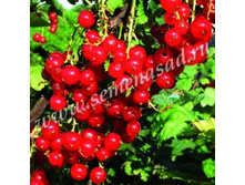 ��������� ������� ������������.jpg