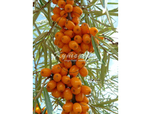 �������� "������������" 327�