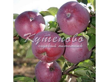 ������ "�������"   495�