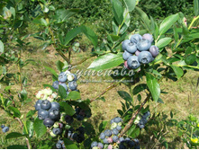 �������� "���� ���" �2 322�