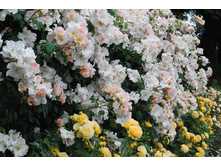 ����� ����� 180� 13��.JPEG