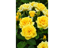 ������ ����� ���� ��� 160� 9��.jpg