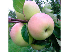 ������ ����� (����������), 275 ��� (�������� 1 ��).jpg