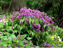 ���� �������� ( Orobus vernus)