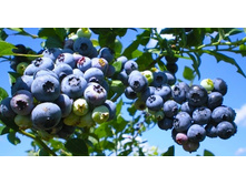 �������� �������.jpg