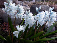 �������� ��������� (Puschkinia libanotica)