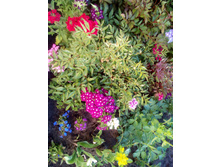 IMG 20180526 182852.jpg