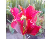 IMG 20180526 183852.jpg