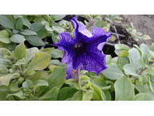 �������� Blue Vein