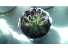 IMG 20141224 191411.jpg