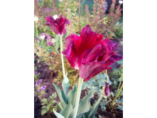 IMG 20180526 184136.jpg