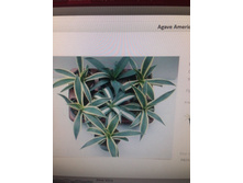 ����� ��������� .. ���� - 400 ���