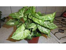 ��������� ����� (S. Arrow)- 350 ���.