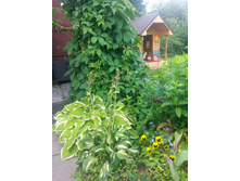 ������� ��������