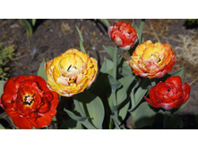 ������� ���� ��������