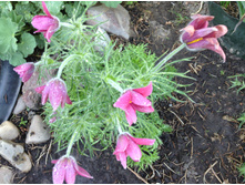 ��� �����