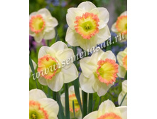 ����� ������.jpg