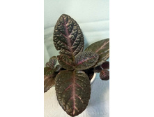 ������� Raspberry Blach