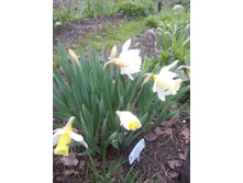 � ����������� ����.