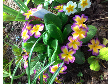 P 20180509 092007.jpg