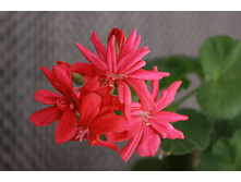 ���������� Chery(���������).jpg