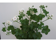 Ice Rose_��������_