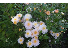 ��������� ���������� " �������� ������������� "