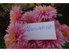 ��������� ���������� "��������� "