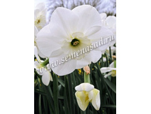 ������ ���.jpg