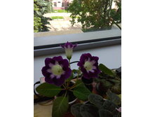 ��������� ������