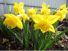 ������� ������� (������ ��������).JPG