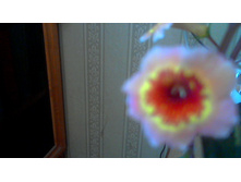 �������� Yellow Queen Hy