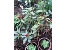 �����������