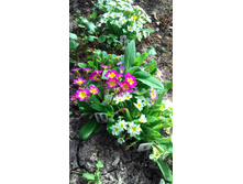 P 20180509 091843.jpg