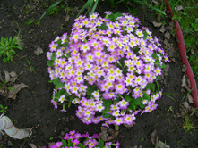 ������� (��� �������)