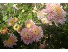 ��������� ���������� "������� ��������"