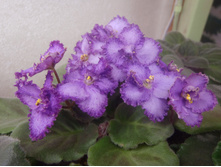 Rob`s Hippity Hop.JPG