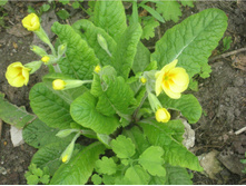 ������� ������