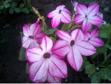 IMG 20180526 183401.jpg