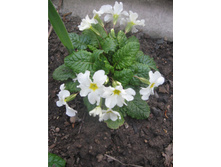 �������� ����� ����������������