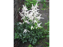 �������� �����