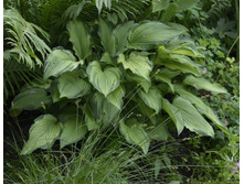 ������� �����