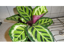 �������  ���� ������- 550 ���. ���� 1 ����� !!