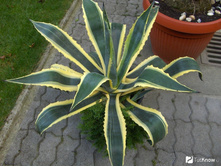 ����� ��������� .. ���� -