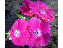 IMG 20180526 183057.jpg