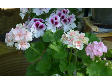 ������� �������