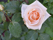 ���� �����-���������