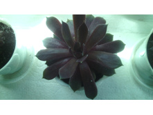 IMG 20141224 191329.jpg