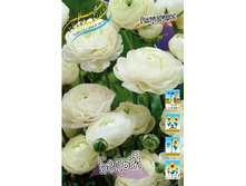 ���������� �����