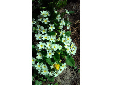 P 20180509 101118.jpg